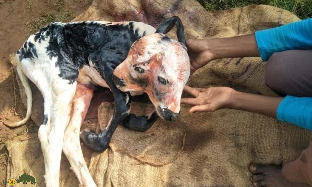 گوساله دو سر