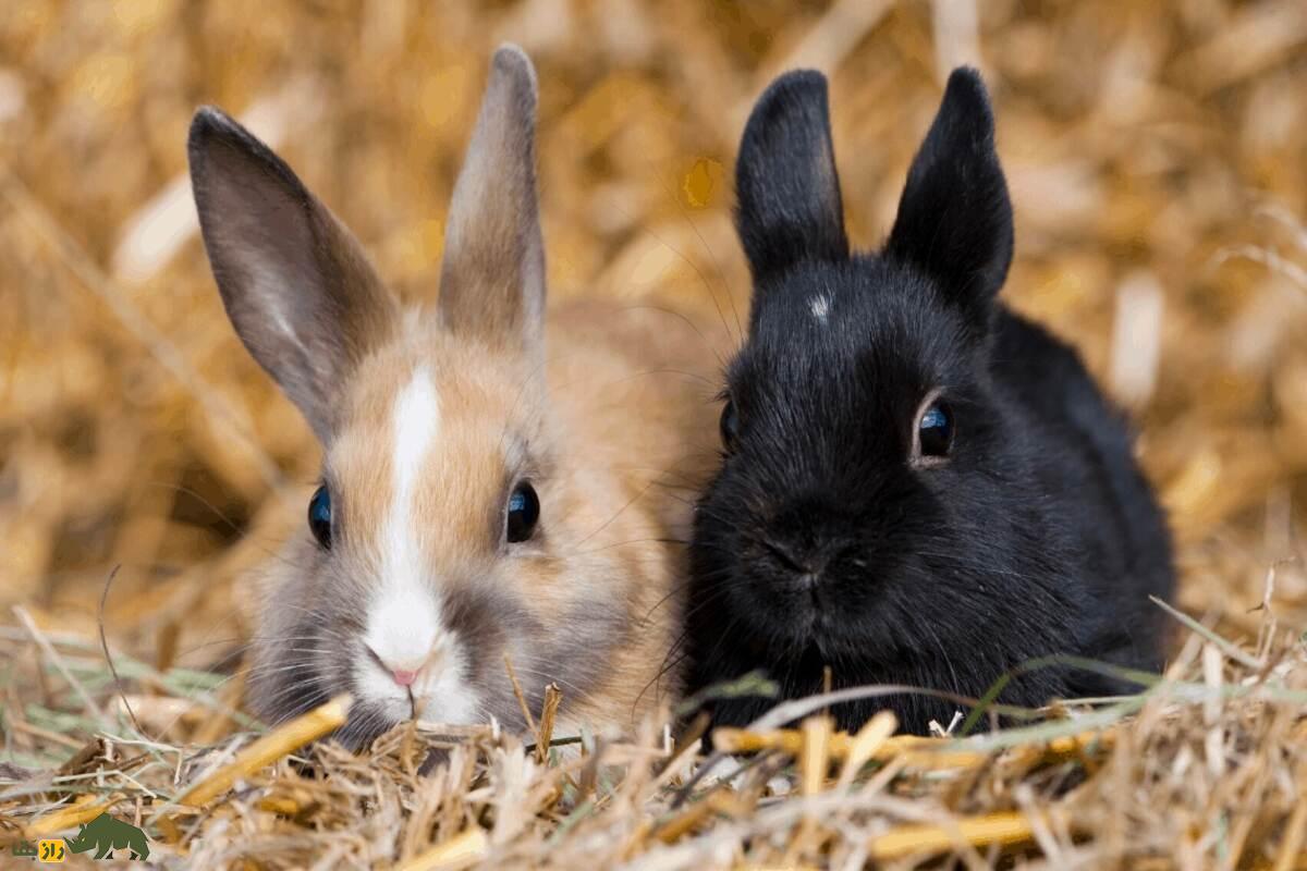 خرگوش کوتوله؛ راهنمای کامل نگهداری، تغذیه و نکات مهم برای حیوان خانگی دوست‌داشتنی شما