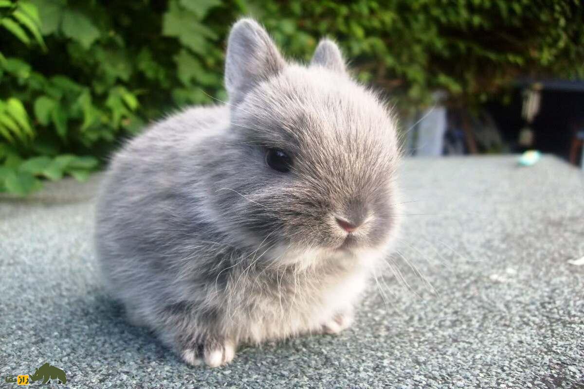 خرگوش کوتوله؛ راهنمای کامل نگهداری، تغذیه و نکات مهم برای حیوان خانگی دوست‌داشتنی شما