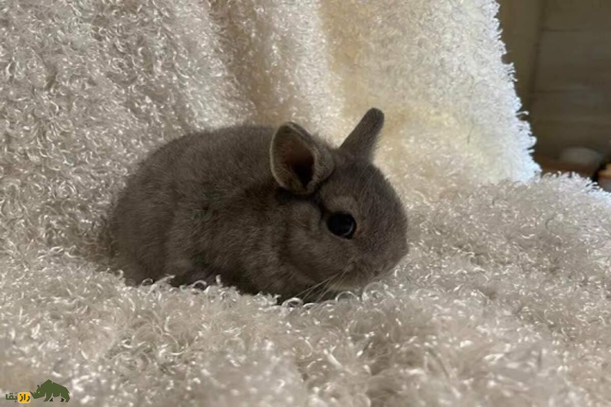 خرگوش کوتوله؛ راهنمای کامل نگهداری، تغذیه و نکات مهم برای حیوان خانگی دوست‌داشتنی شما