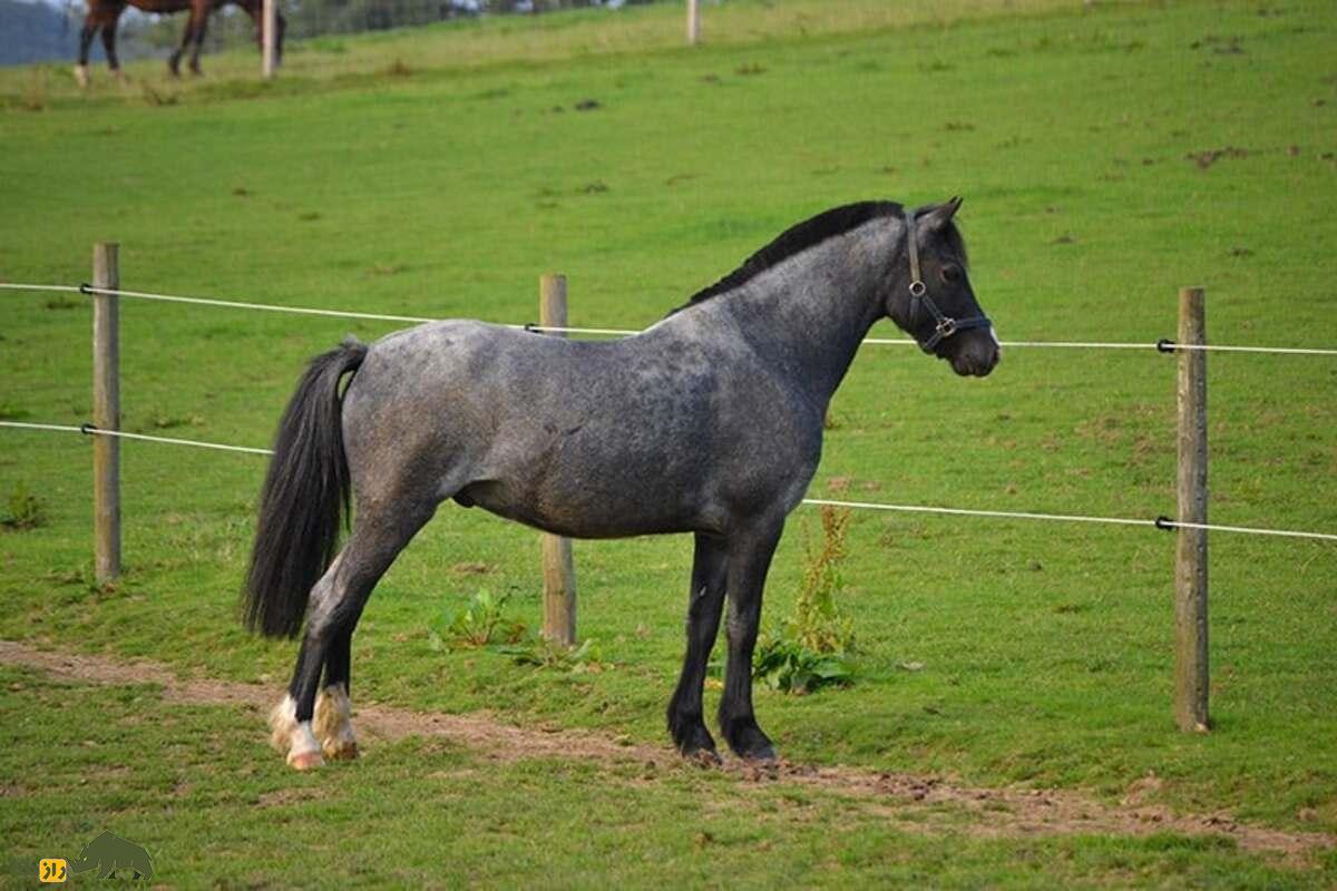 اسب پاگدی؛ نژادی قدرتمند، زیبا و چندکاره مناسب کودکان و سوارکاران تازه‌کار و حرفه‌ای