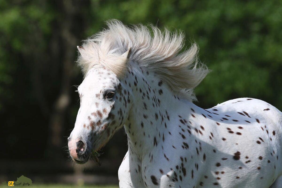 اسب پاگدی؛ نژادی قدرتمند، زیبا و چندکاره مناسب کودکان و سوارکاران تازه‌کار و حرفه‌ای