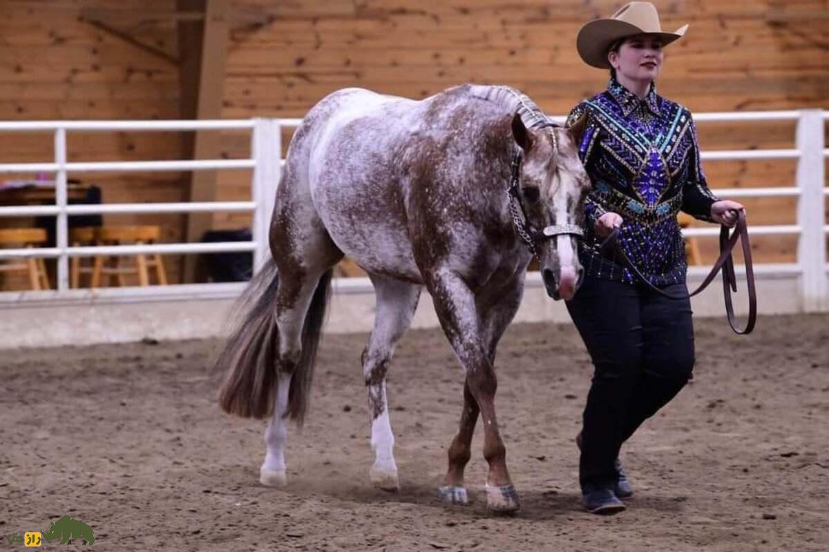 اسب پاگدی؛ نژادی قدرتمند، زیبا و چندکاره مناسب کودکان و سوارکاران تازه‌کار و حرفه‌ای