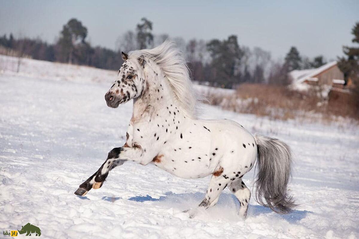 اسب پاگدی؛ نژادی قدرتمند، زیبا و چندکاره مناسب کودکان و سوارکاران تازه‌کار و حرفه‌ای