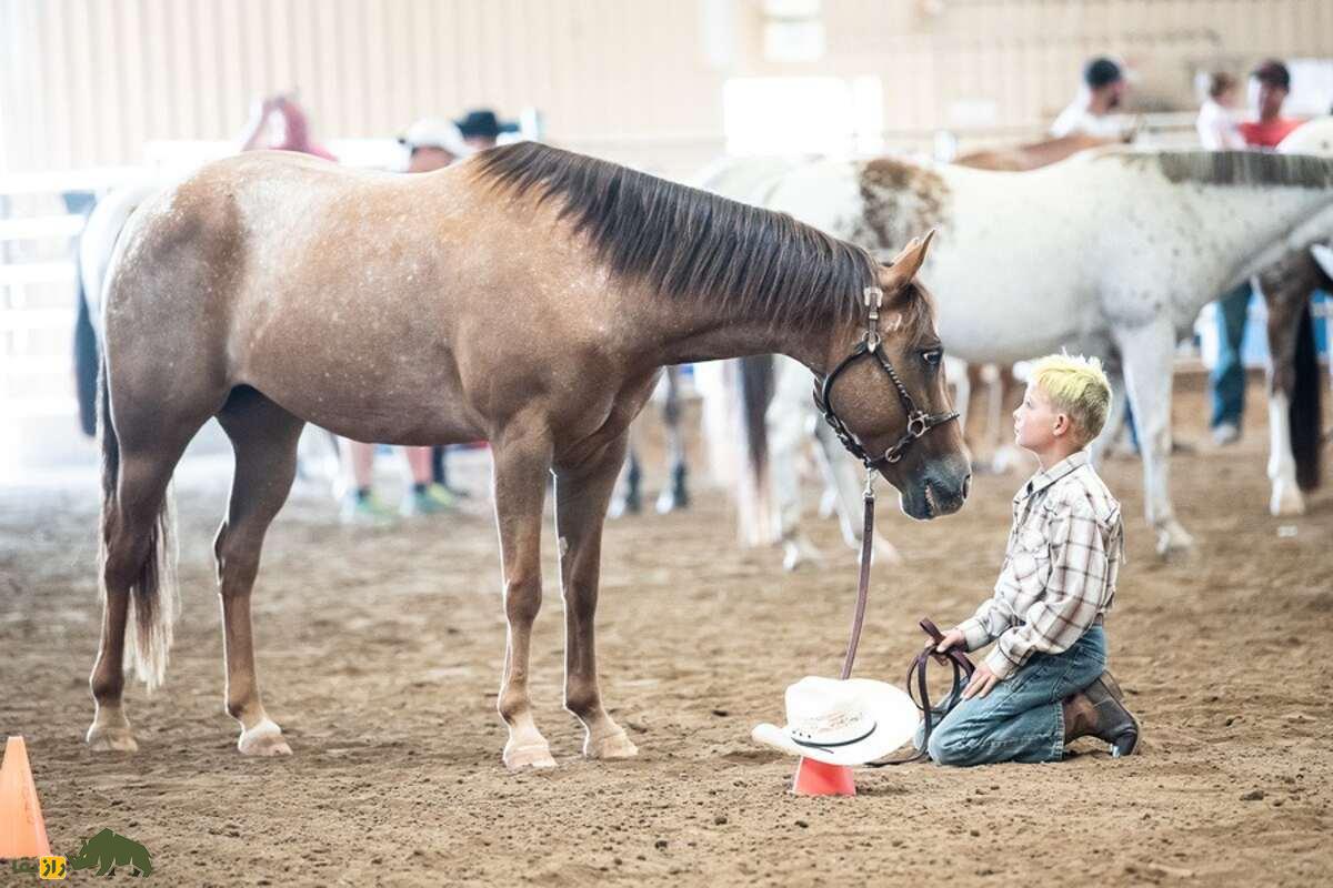 اسب پاگدی؛ نژادی قدرتمند، زیبا و چندکاره مناسب کودکان و سوارکاران تازه‌کار و حرفه‌ای