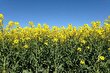 کلزا؛ طلای سبز خراسان شمالی، گیاهی کمآب و مقاوم که روغن باکیفیت میدهد و سود خوبی برای کشاورزان دارد