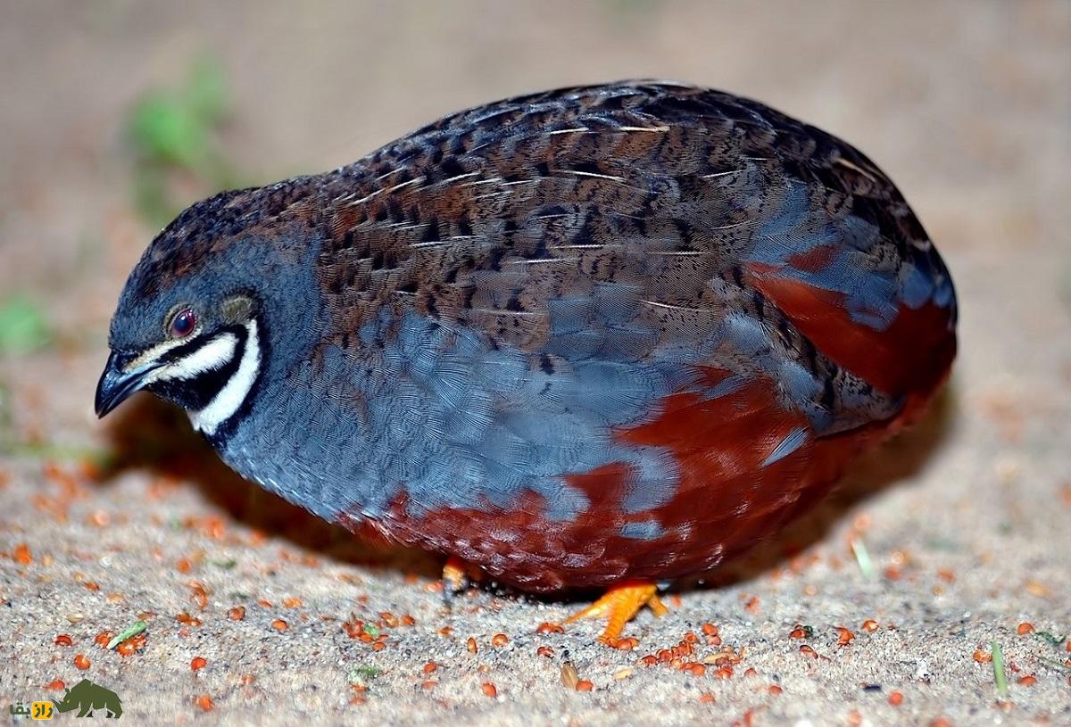 شاه بلدرچین؛ زیباترین بلدرچین آسیا که به جفتش خیانت میکند و جوجههایش بعد از ۸ هفته تولید مثل میکنند شاه بلدرچین