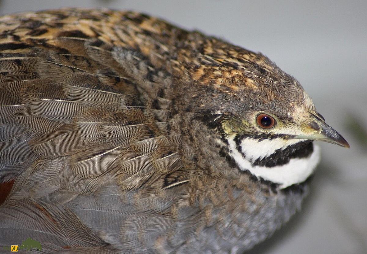 شاه بلدرچین؛ زیباترین بلدرچین آسیا که به جفتش خیانت میکند و جوجههایش بعد از ۸ هفته تولید مثل میکنند شاه بلدرچین