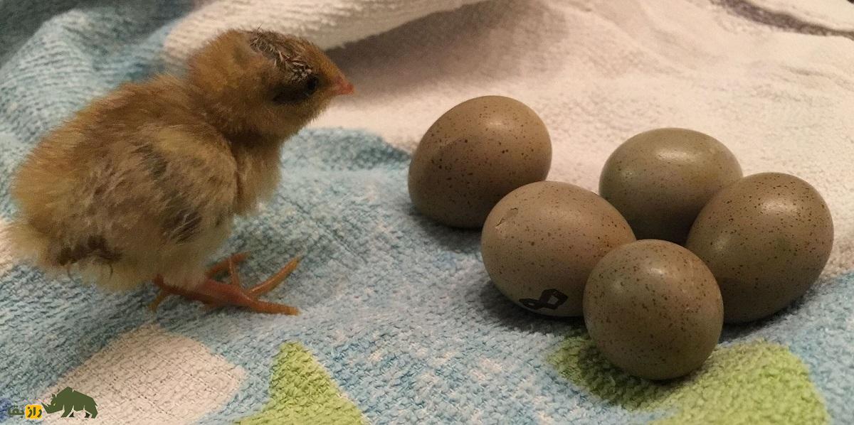 شاه بلدرچین؛ زیباترین بلدرچین آسیا که به جفتش خیانت میکند و جوجههایش بعد از ۸ هفته تولید مثل میکنند شاه بلدرچین