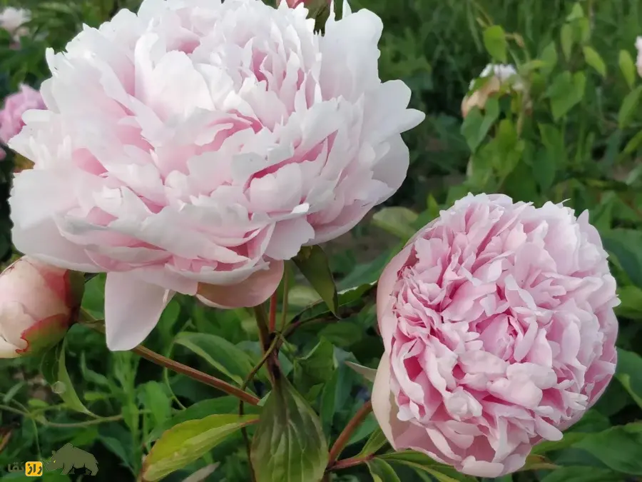 گل صدتومانی سفید؛ نماد پاکی، زیبایی و درمان