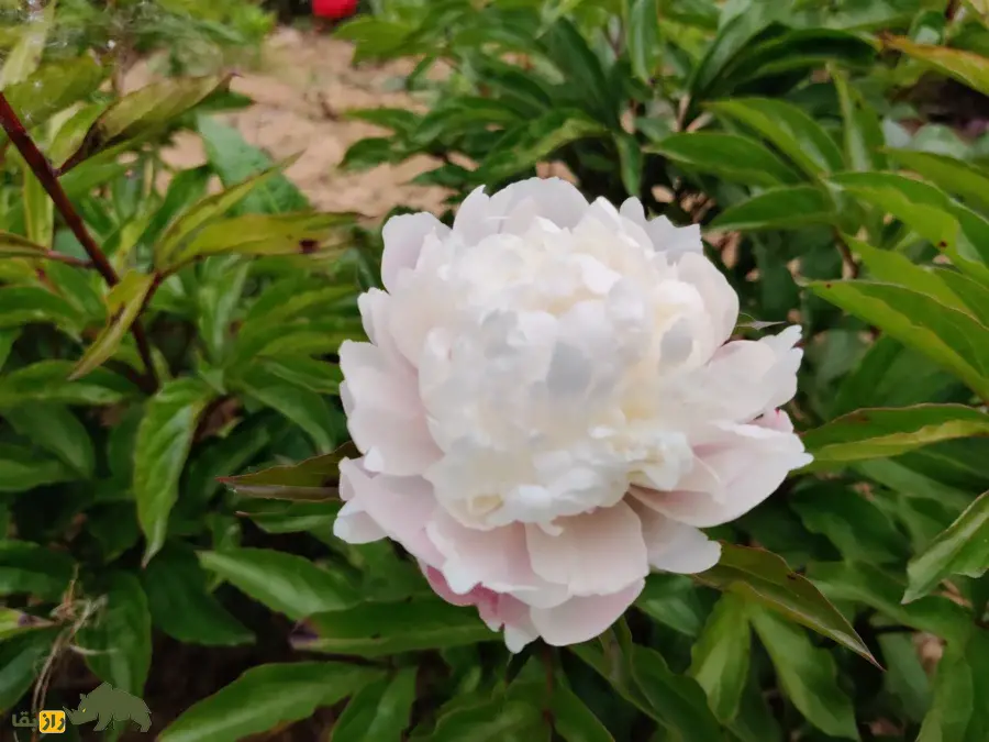 گل صدتومانی سفید؛ نماد پاکی، زیبایی و درمان