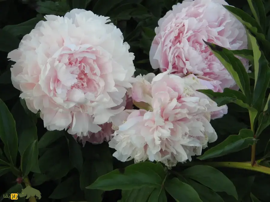 گل صدتومانی سفید