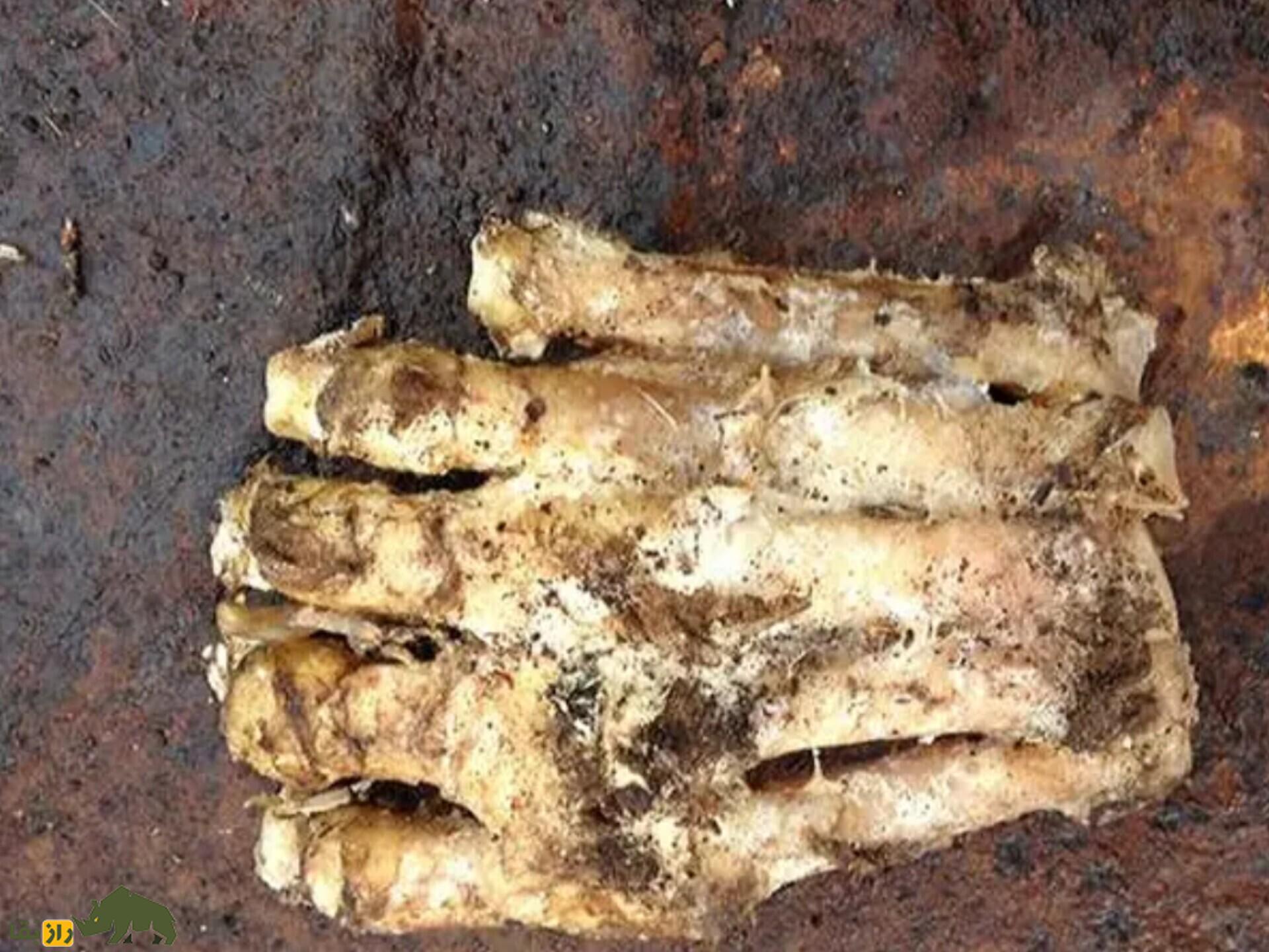 افسانه عجیب درباره اولین قاتل تاریخ؛ آیا قابیل همان بیگفوت است؟ افسانه عجیب درباره اولین قاتل تاریخ؛ آیا قابیل همان بیگفوت است؟