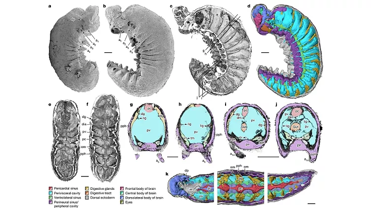 کشف شگفتانگیز دانشمندان؛ فسیل ۵۲۰ میلیون ساله با مغز و رودههایی سالم و زنده پیدا شد! کشف شگفتانگیز دانشمندان؛ فسیل ۵۲۰ میلیون ساله با مغز و رودههایی سالم و زنده پیدا شد!