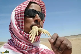 مصرف گوشت مارمولک در عربستان؛ چرا گوشت مارمولک در عربستان سعودی اینقدر طرفدار دارد؟