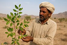 پرورش کنار یا سدر در بلوچستان؛ درختی بومی و کم‌آب که با ارزش‌ترین درخت اقلیم خشک جنوب ایران است