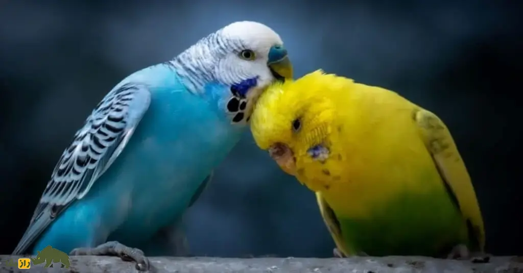 مرغ عشق آمریکایی؛ مرغ عشق استاندارد جهانی و فعالتر از مرغ عشق انگلیسی که عاشق بازیهای معمایی است مرغ عشق آمریکایی