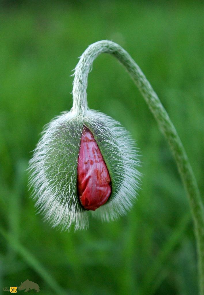 غنچه تریاک کوهی؛ غنچه خشخاش هرز که یک آرامبخش و ضد درد قویست و در شیرینیپزی هم از آن استفاده میشود غنچه تریاک کوهی؛ غنچه خشخاش هرز که یک آرامبخش و ضد درد قویست و در شیرینیپزی هم از آن استفاده میشود