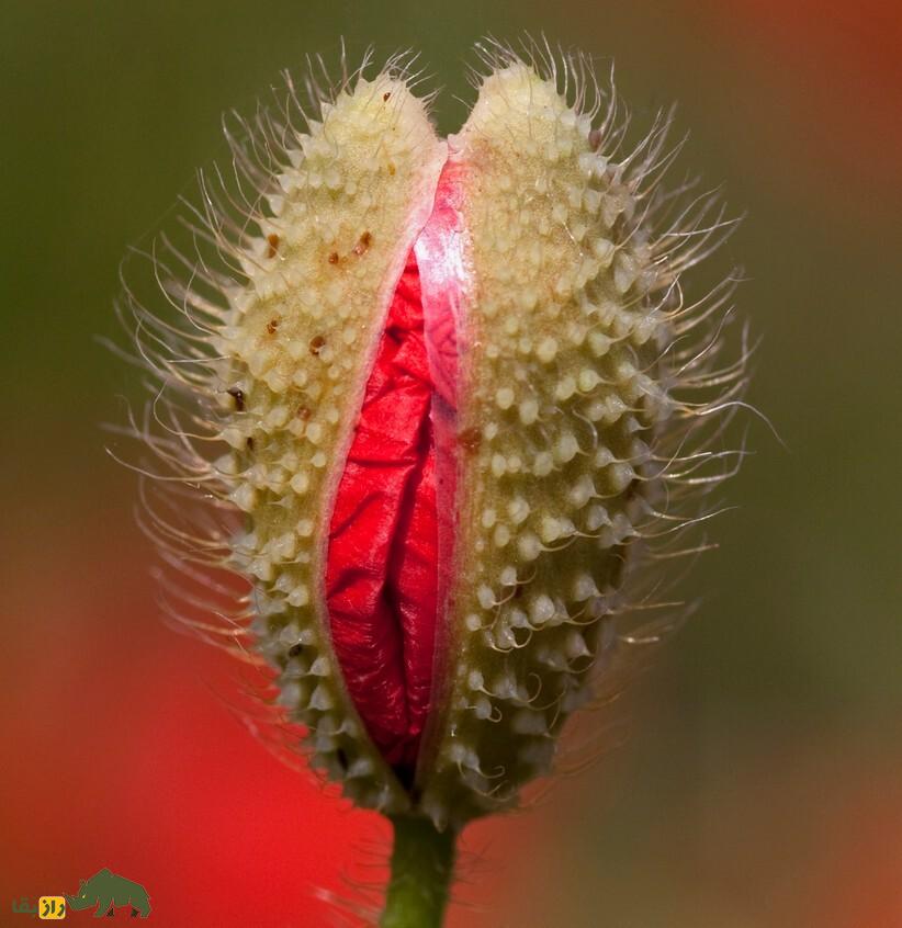 غنچه تریاک کوهی؛ غنچه خشخاش هرز که یک آرامبخش و ضد درد قویست و در شیرینیپزی هم از آن استفاده میشود Poppy Bud غنچه تریاک کوهی