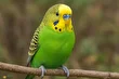 مرغ عشق آمریکایی؛ مرغ عشقی فعال، شلوغ و پر سر و صدا که عاشق بازیهای معمایی است و میتواند حرف بزند