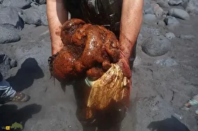 عنبر یا شاهبوی ۶۰ میلیارد تومانی؛ توده ۹.۵ کیلویی «طلای شناور» که یک نهنگ ۱۵ تنی را از پا درآورد