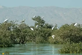 جنگلهای حرا؛ باارزشترین جنگل ایران که در یونسکو ثبت شده است و روزی دوبار در آب غرق میشود