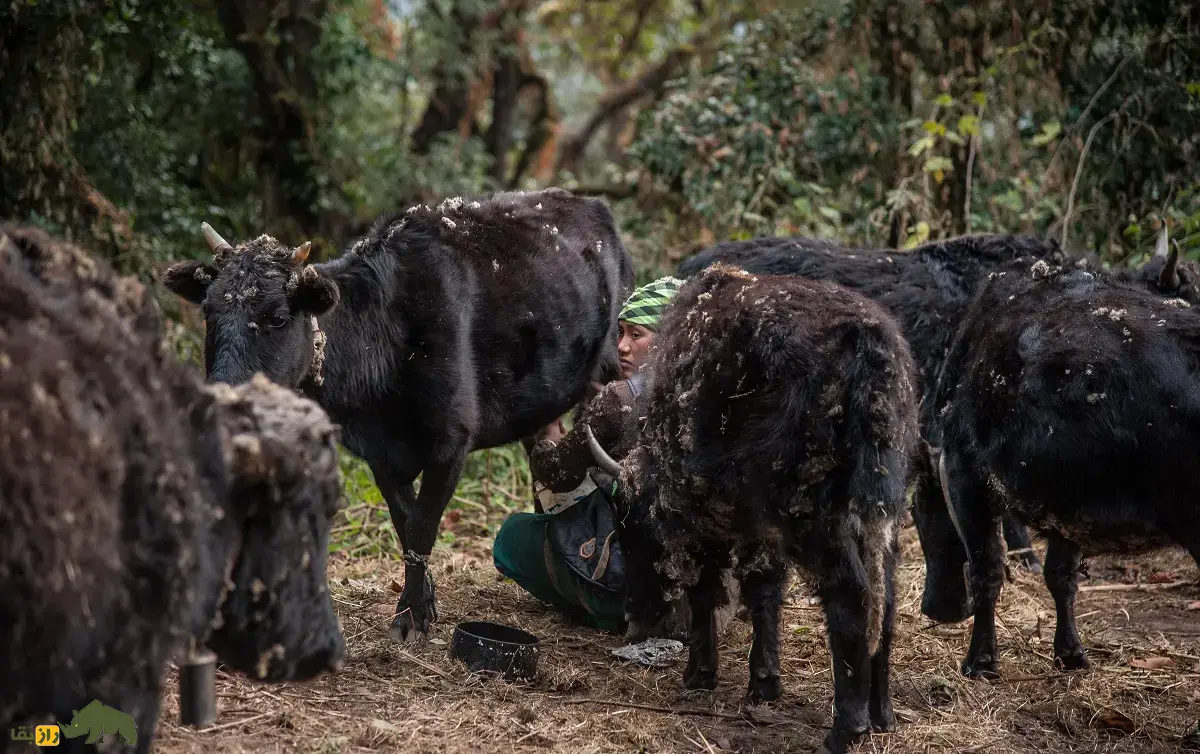 زومو؛ هیبرید ماده حاصل جفتگیری گاومیش تبتی و گاو اهلی که عقیم نیست و از پدر و مادرش قویتر است و شیر بیشتری تولید میکند زومو