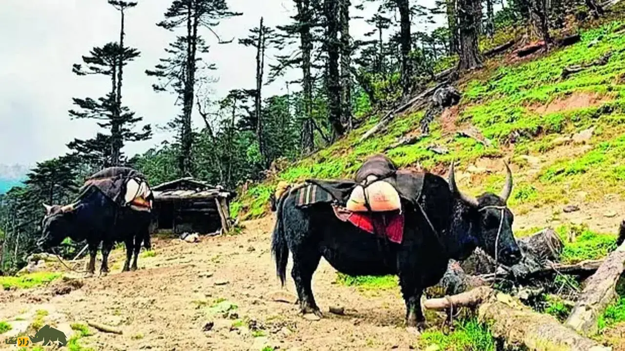 زومو؛ هیبرید ماده حاصل جفتگیری گاومیش تبتی و گاو اهلی که عقیم نیست و از پدر و مادرش قویتر است و شیر بیشتری تولید میکند زومو