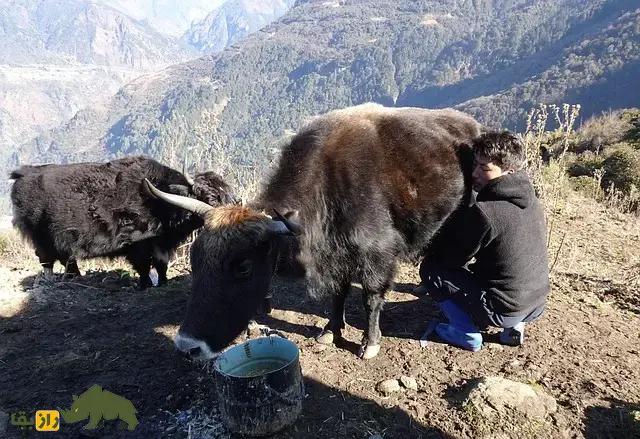 زومو؛ هیبرید ماده حاصل جفتگیری گاومیش تبتی و گاو اهلی که عقیم نیست و از پدر و مادرش قویتر است و شیر بیشتری تولید میکند زومو