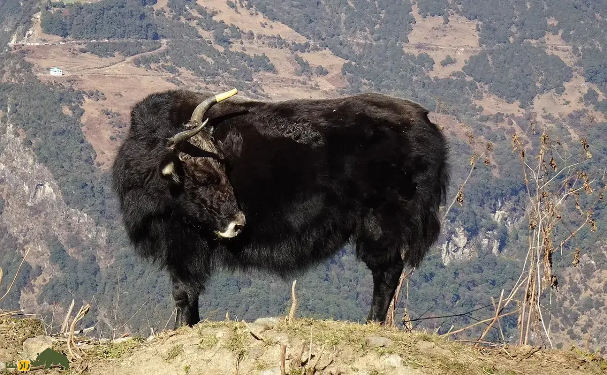 زومو؛ هیبرید ماده حاصل جفتگیری گاومیش تبتی و گاو اهلی که عقیم نیست و از پدر و مادرش قویتر است و شیر بیشتری تولید میکند زومو