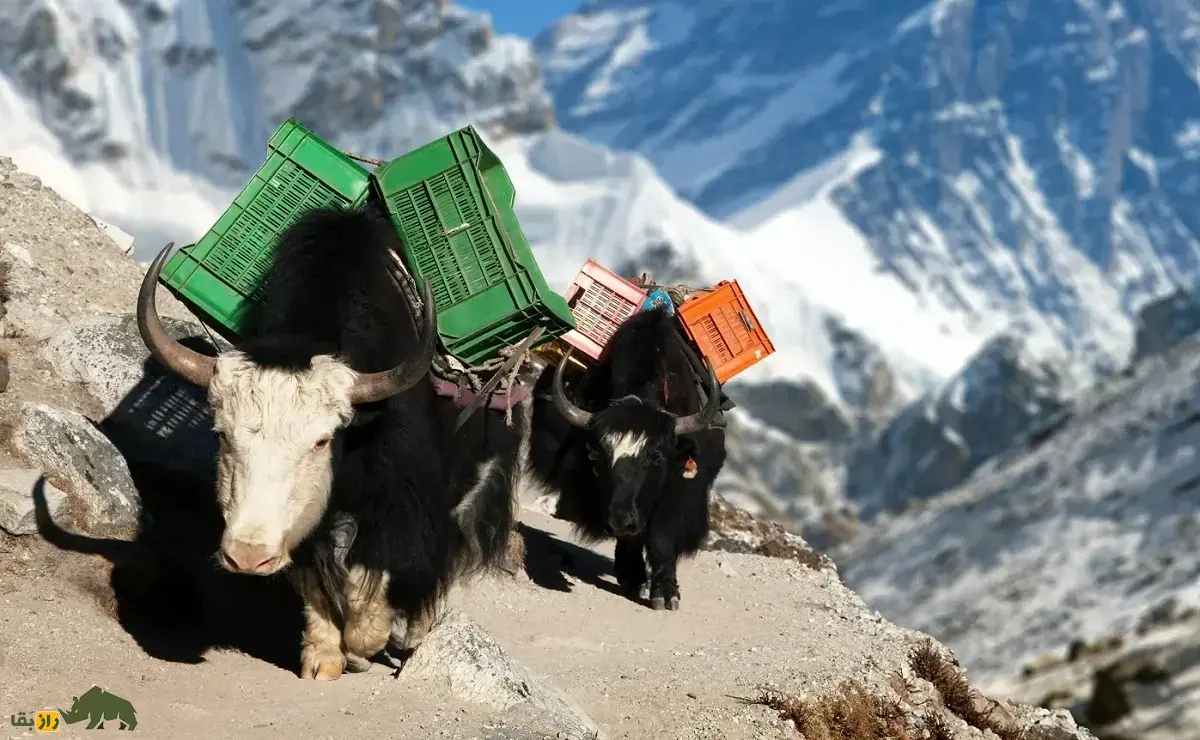 زومو؛ هیبرید ماده حاصل جفتگیری گاومیش تبتی و گاو اهلی که عقیم نیست و از پدر و مادرش قویتر است و شیر بیشتری تولید میکند زومو