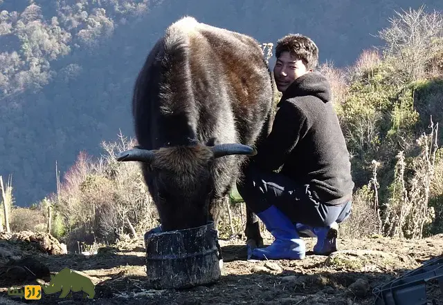 زومو؛ هیبرید ماده حاصل جفتگیری گاومیش تبتی و گاو اهلی که عقیم نیست و از پدر و مادرش قویتر است و شیر بیشتری تولید میکند زومو