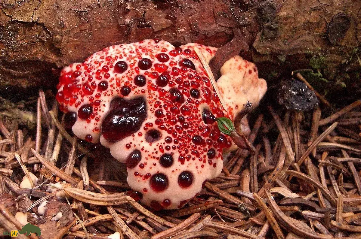 قارچ دندان خونی؛ قارچی ترسناک شبیه توتفرنگی با خامه و دندان شیطان که واقعا خونریزی میکند و یک بانداژ طبیعی است قارچ دندان خونی