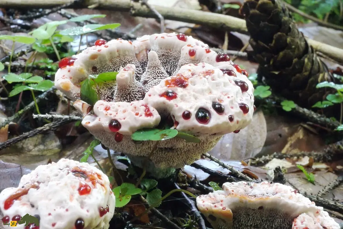 قارچ دندان خونی؛ قارچی ترسناک شبیه توتفرنگی با خامه و دندان شیطان که واقعا خونریزی میکند و یک بانداژ طبیعی است قارچ دندان خونی