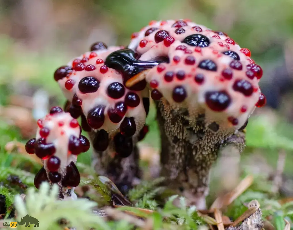 قارچ دندان خونی؛ قارچی ترسناک شبیه توتفرنگی با خامه و دندان شیطان که واقعا خونریزی میکند و یک بانداژ طبیعی است قارچ دندان خونی