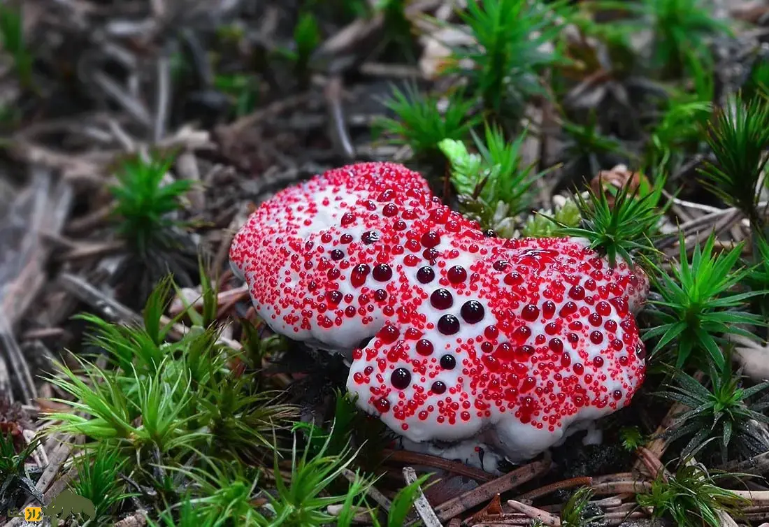 قارچ دندان خونی؛ قارچی ترسناک شبیه توتفرنگی با خامه و دندان شیطان که واقعا خونریزی میکند و یک بانداژ طبیعی است قارچ دندان خونی
