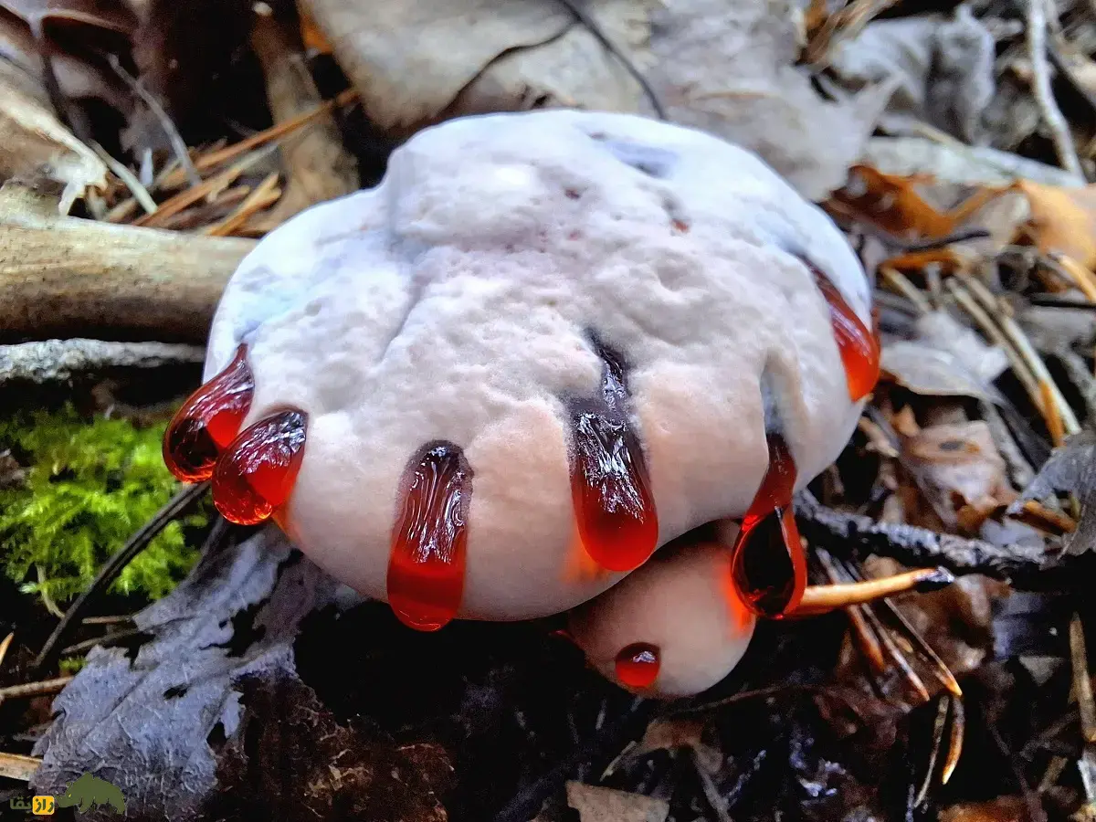 قارچ دندان خونی؛ قارچی ترسناک شبیه توتفرنگی با خامه و دندان شیطان که واقعا خونریزی میکند و یک بانداژ طبیعی است قارچ دندان خونی