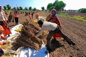 کشت کنجد در ایران؛ گیاهی مقاوم به خشکی و یکی از با ارزشترین محصولات زراعی مناطق خشک که سود بالایی دارد