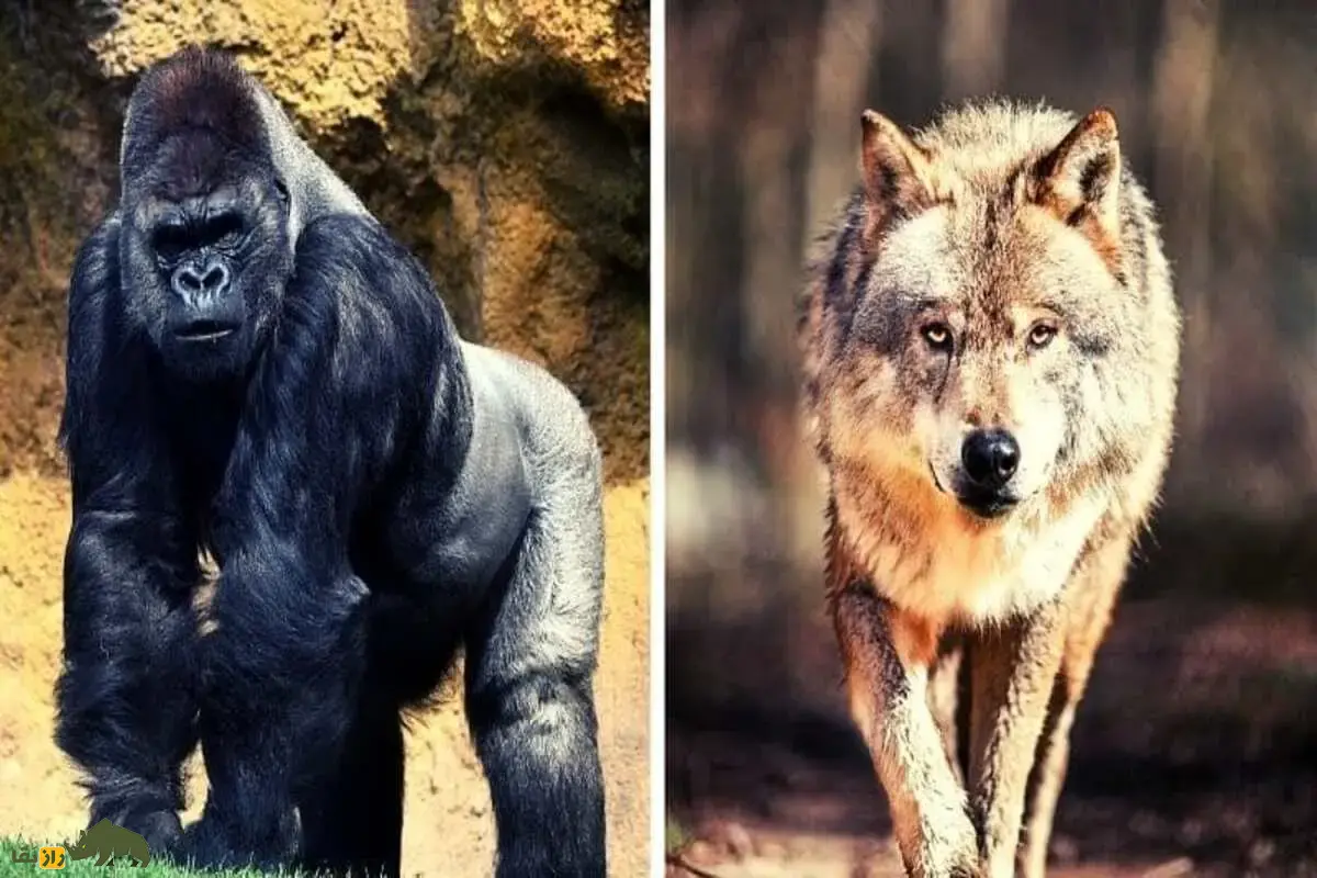 مفهوم نر آلفا از گرگها تا انسان بررسی علمی جایگاه آلفا و واقعیتهای پنهان سلطه در جوامع مفهوم نر آلفا از گرگها تا انسان بررسی علمی جایگاه آلفا و واقعیتهای پنهان سلطه در جوامع