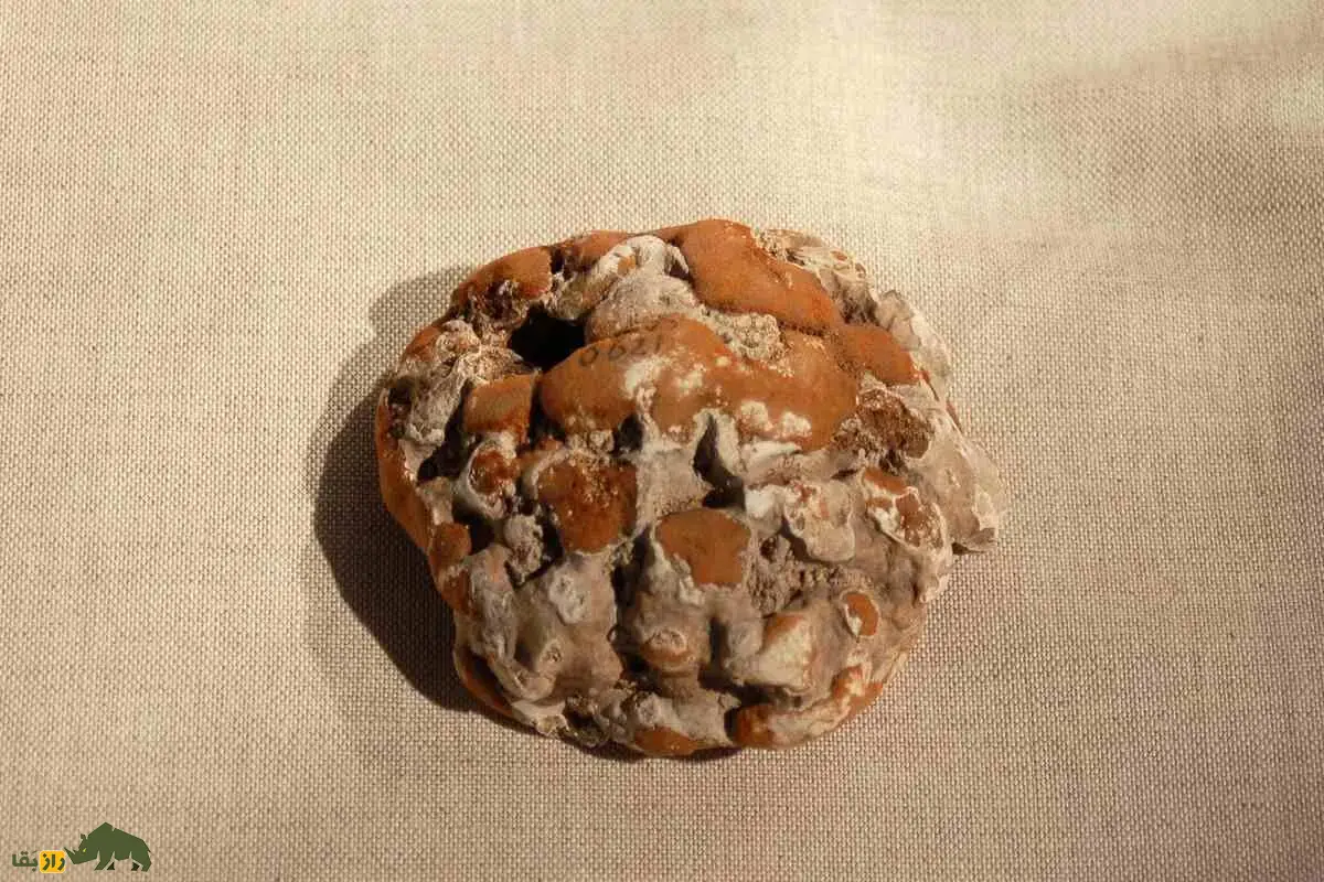 سنگ مثانه گاو دریایی؛ گنج پنهان در بدن حیوانات که دارو شد سنگ مثانه گاو دریایی؛ گنج پنهان در بدن حیوانات که دارو شد