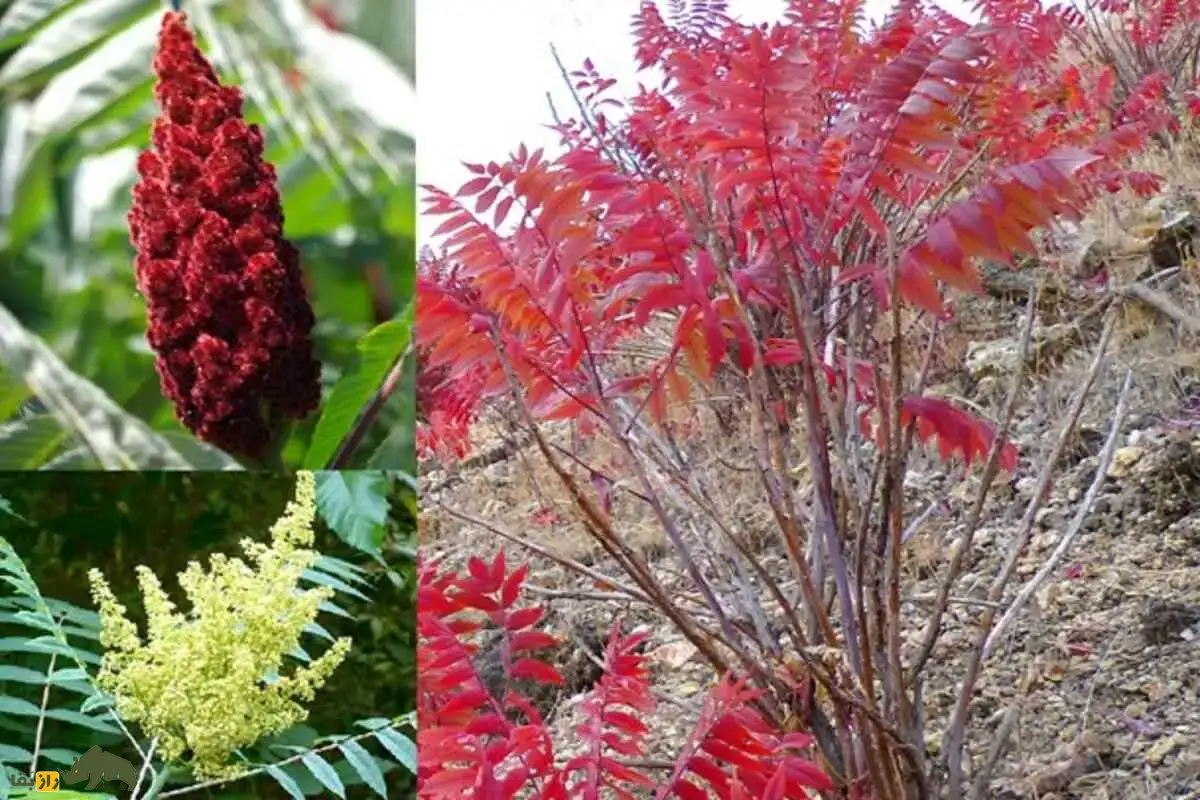 کشت سماق در ایران؛ گیاهی مقاوم به خشکی و یکی از ارزشمندترین محصولات کوهستانی مناطق خشک با سودآوری بالا