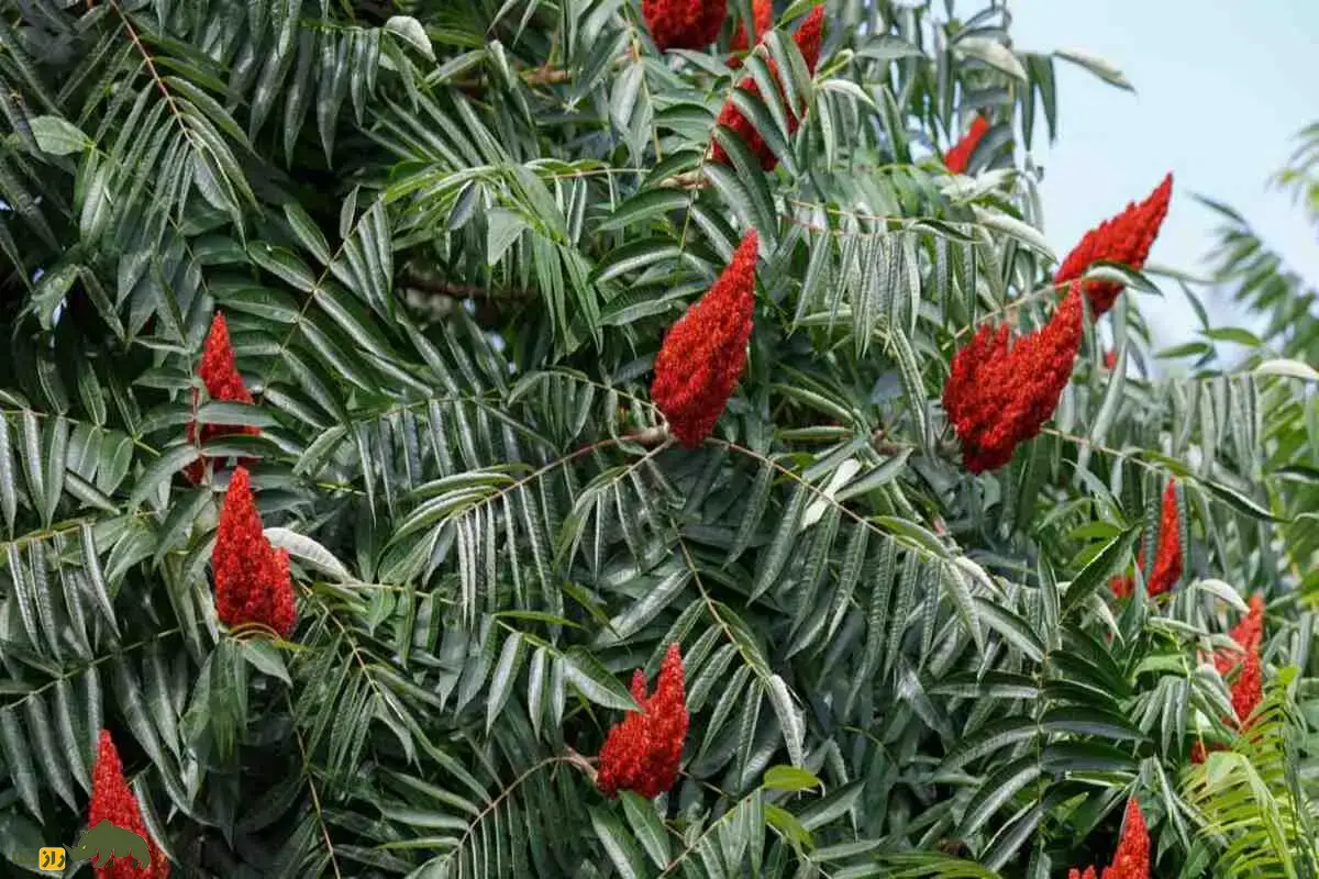 کشت سماق در ایران؛ گیاهی مقاوم به خشکی و یکی از ارزشمندترین محصولات کوهستانی مناطق خشک با سودآوری بالا