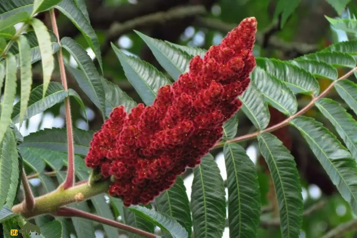 کشت سماق در ایران؛ گیاهی مقاوم به خشکی و یکی از ارزشمندترین محصولات کوهستانی مناطق خشک با سودآوری بالا