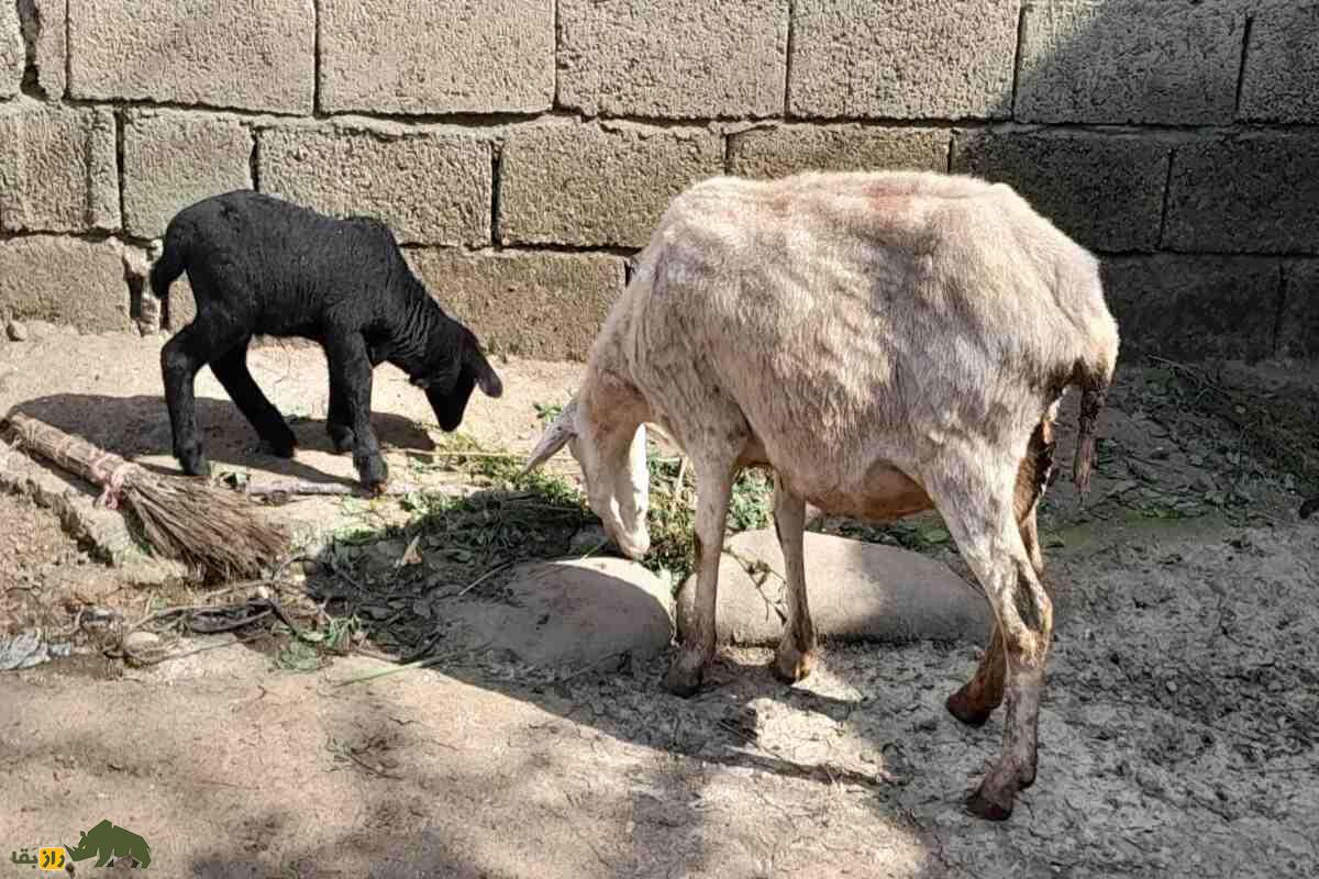 توقلی در چوپانی؛ همه چیز درباره بره ماده دوساله، ویژگیها، پرورش و نکات طلایی دامداری توقلی در چوپانی؛ همه چیز درباره بره ماده دوساله، ویژگیها، پرورش و نکات طلایی دامداری