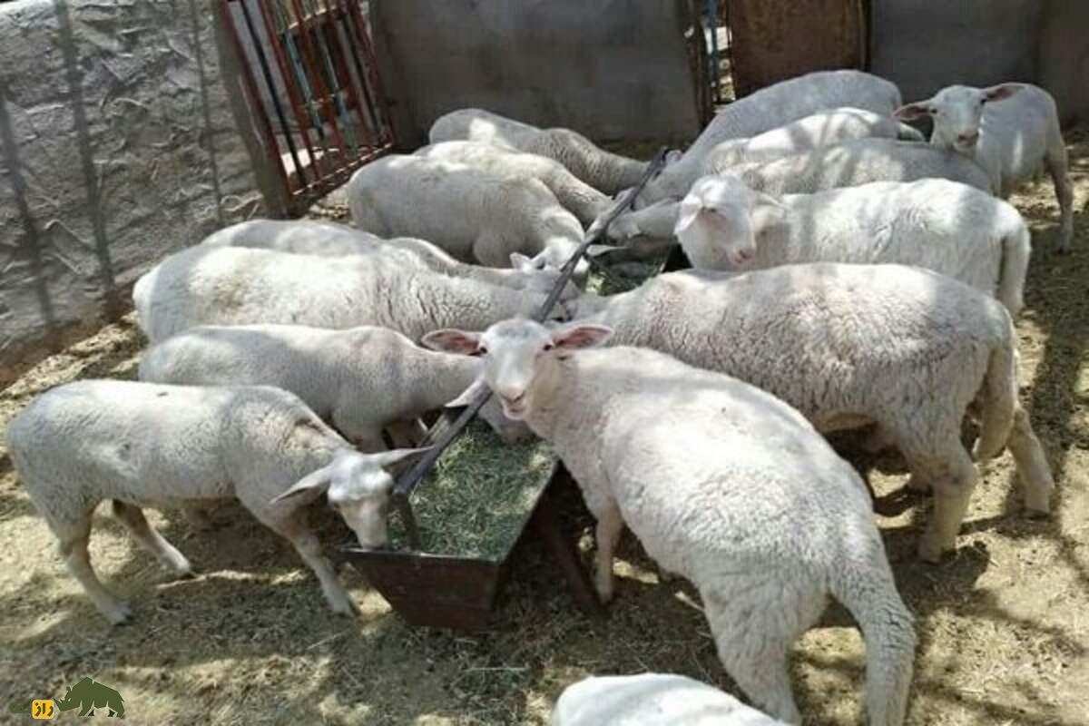 توقلی در چوپانی؛ همه چیز درباره بره ماده دوساله، ویژگیها، پرورش و نکات طلایی دامداری توقلی در چوپانی؛ همه چیز درباره بره ماده دوساله، ویژگیها، پرورش و نکات طلایی دامداری