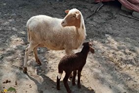 توقلی؛ نوعی گوسفند که چوپانها عاشق آن هستند و سود بالایی نصیب گلهدار میکند