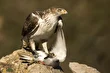 عقاب دو برادر؛ عقاب مدیترانهای و پنهانکار که برادر و خواهر به یکدیگر رحم نمیکنند و مانند نینجا شکار میکند