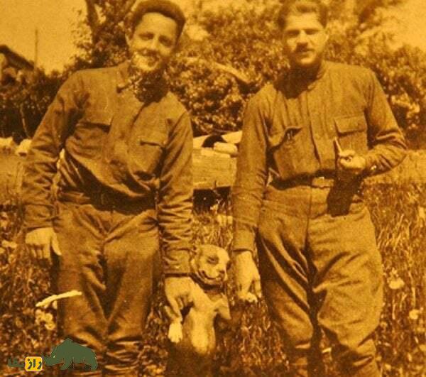 گروهبان استابی؛ سگ آمریکایی در جنگ جهانی اول که سربازان را از حملات شیمیایی نجات داد و یک جاسوس آلمانی را دستگیر کرد گروهبان استابی