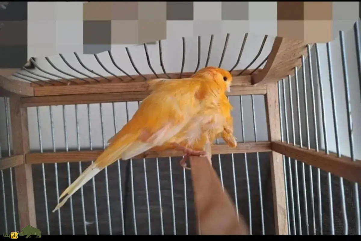 قناری لانکاشیر: راهنمای جامع نگهداری، تغذیه و پرورش پرندهای با پرهای صاف، بدن متوازن و آواز دلنشین برای علاقهمندان به پرندگان خانگی قناری لانکاشیر: راهنمای جامع نگهداری، تغذیه و پرورش پرندهای با پرهای صاف، بدن متوازن و آواز دلنشین برای علاقهمندان به پرندگان خانگی