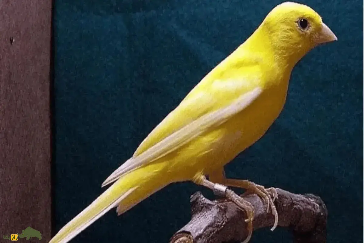 قناری لانکاشیر: راهنمای جامع نگهداری، تغذیه و پرورش پرندهای با پرهای صاف، بدن متوازن و آواز دلنشین برای علاقهمندان به پرندگان خانگی قناری لانکاشیر: راهنمای جامع نگهداری، تغذیه و پرورش پرندهای با پرهای صاف، بدن متوازن و آواز دلنشین برای علاقهمندان به پرندگان خانگی